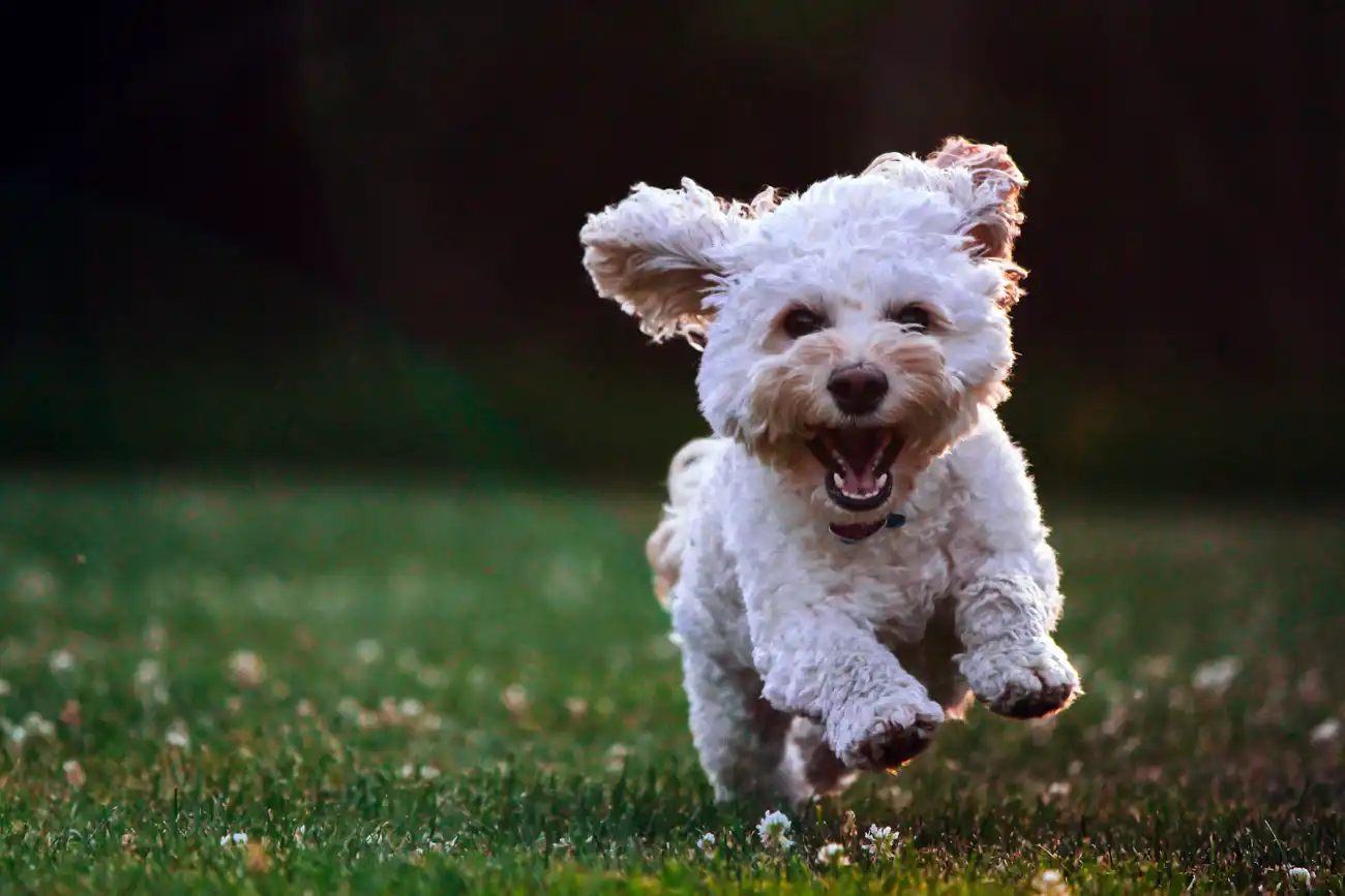 White shih tzu puppy running on the ground