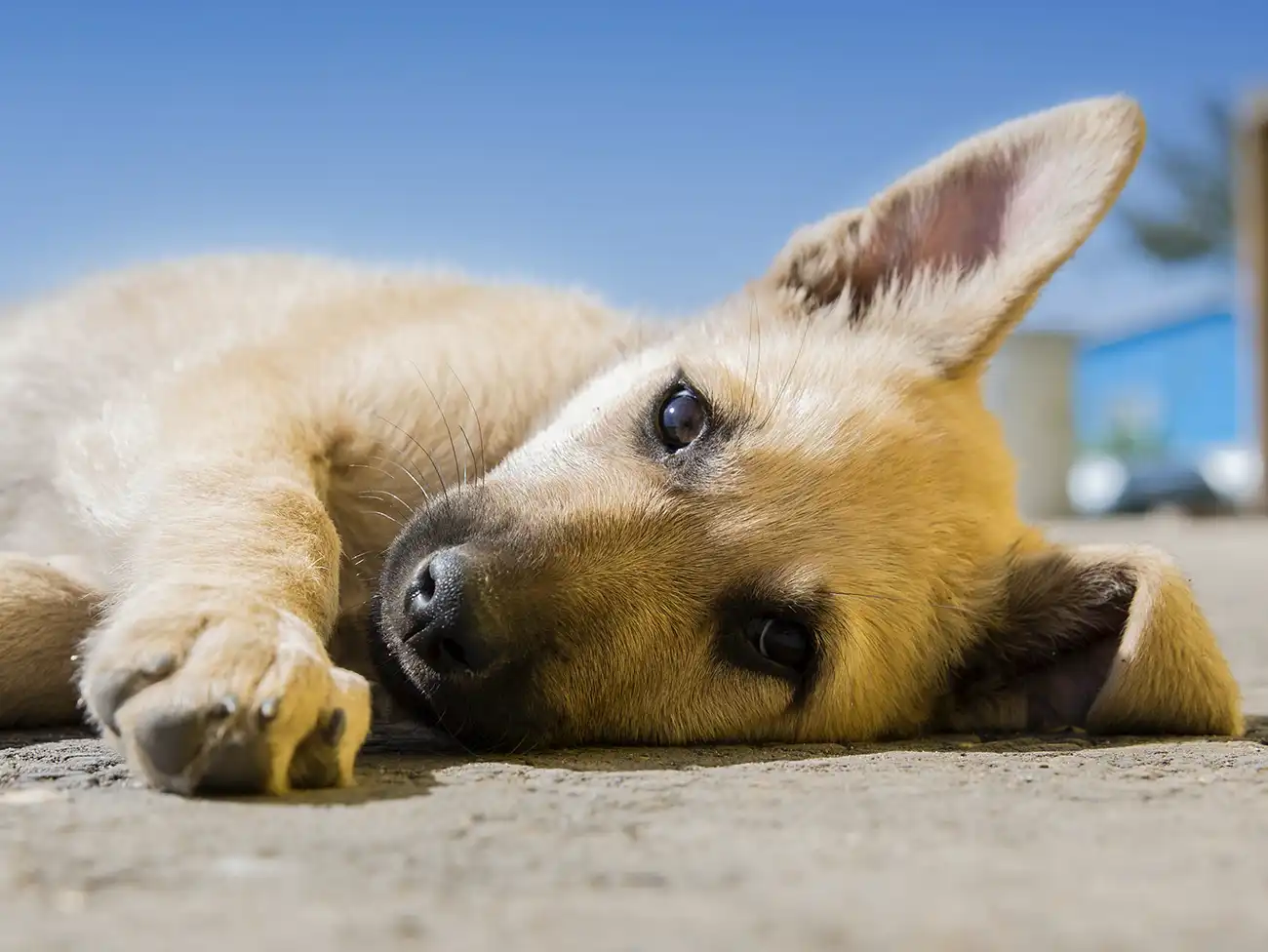 Brown dog lying on pavement