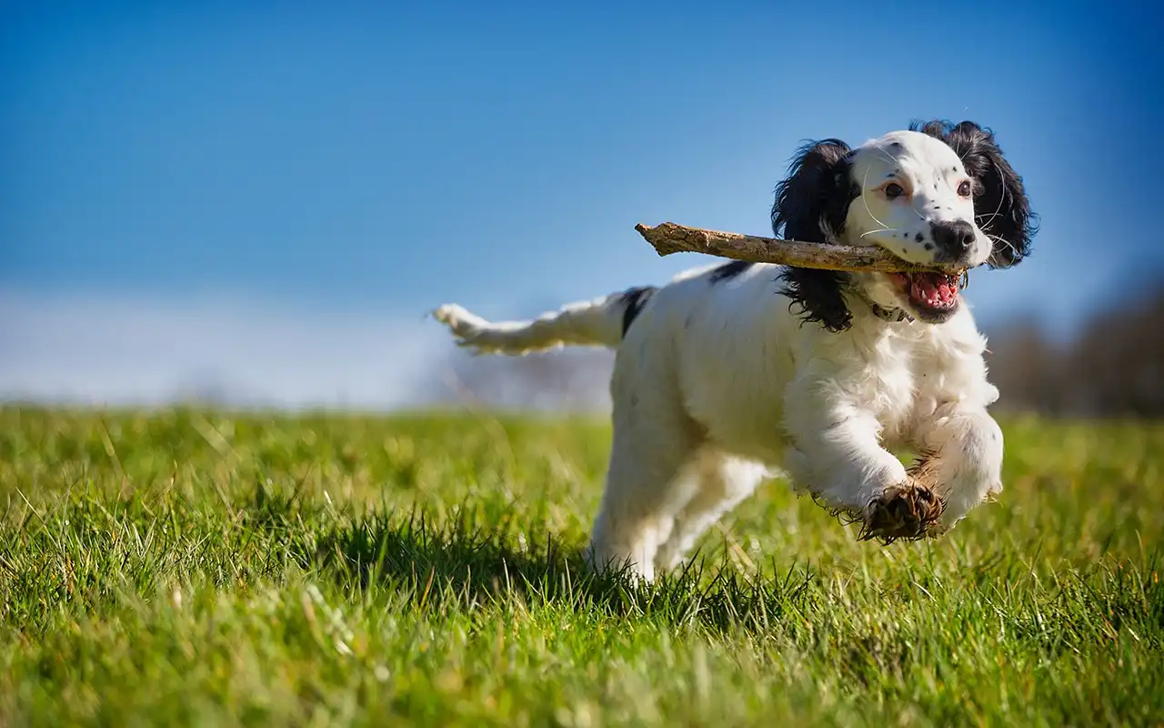 Dog running freely with a stick in his mouth, over the green grass.