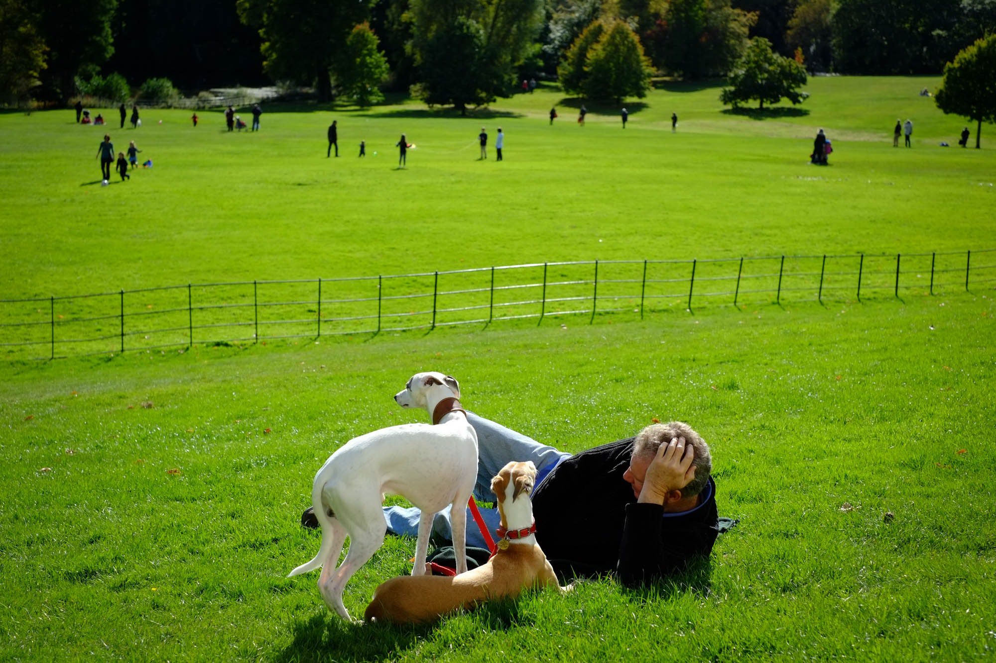 Man lying in the grass next to two greyhound dogs.