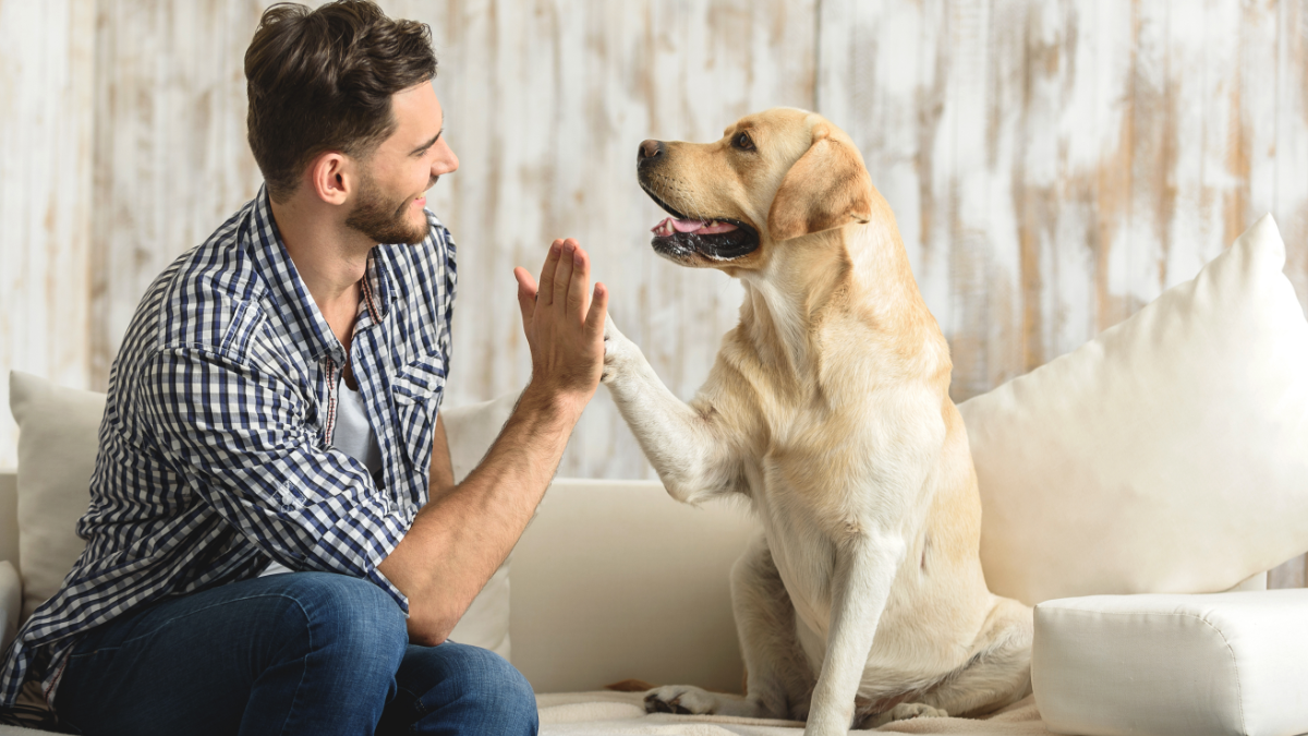 Man greeting his dog sitting on the couch at home.