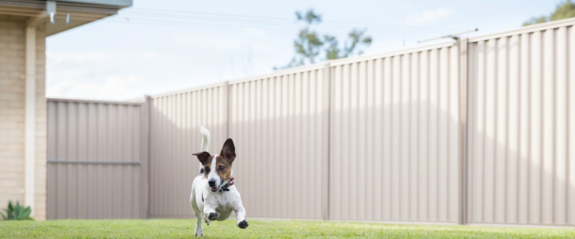 Underground-Dog-Fence